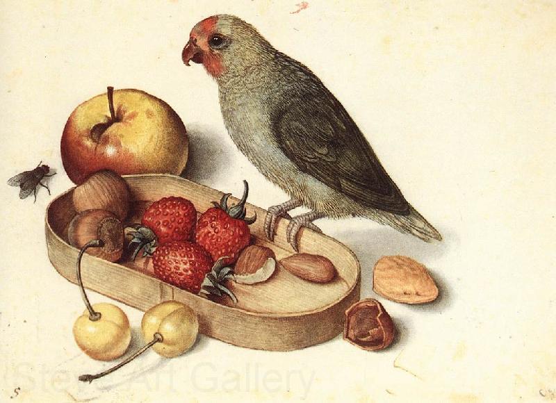 FLEGEL, Georg Still-Life with Pygmy Parrot dfg Norge oil painting art